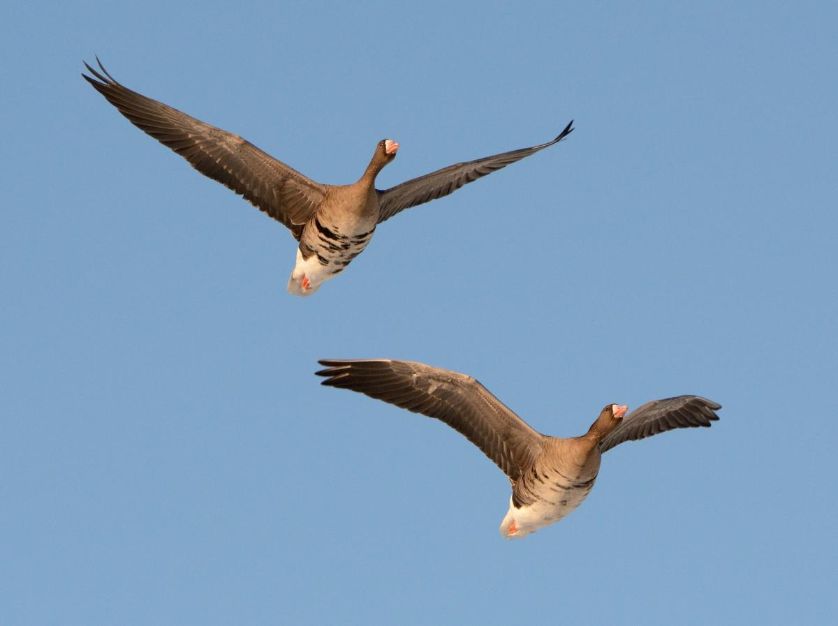 Meld je aan en tel mee voor de Vogelatlas