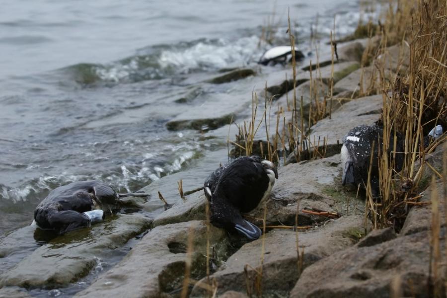 Dode Kuifeenden langs de Gouwzee