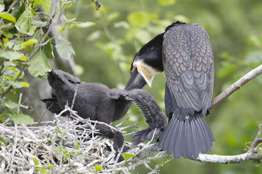 Aalscholver op het nest