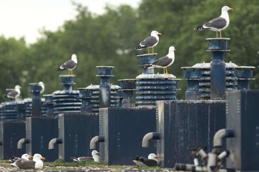 Kleine mantelmeeuwen op dak