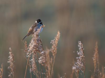 Vogeltje