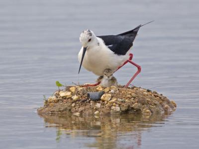 Steltkluut op nest