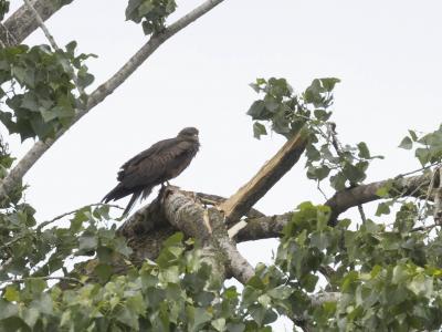 Best spectaculair zo'n Zwarte Wouw ter plaatse