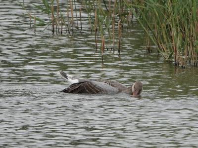 Grauwe Gans vogelgriep