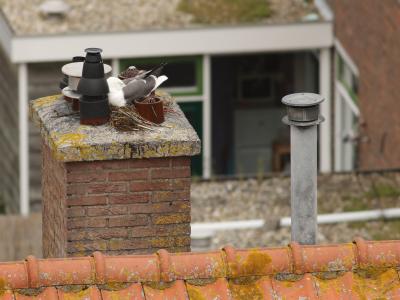 Kleine mantelmeeuw broedt op schoorsteen