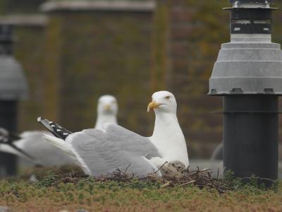 Zilvermeeuwen met jongen op dak