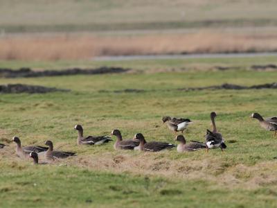 Dwergganzen Putten van Petten