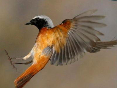 Omslag Vogelbalans 2022