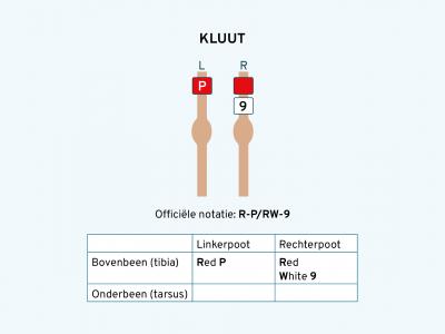 Kluut ringschema 2