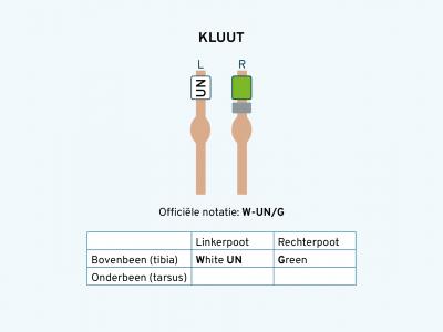 Kluut ringschema