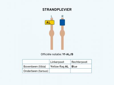 Strandplevier ringschema 2