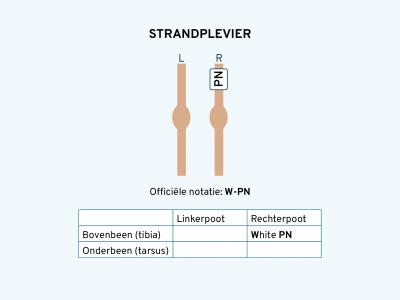 Strandplevier ringschema