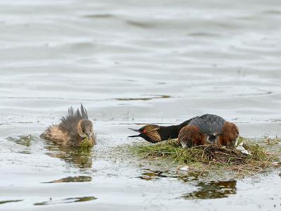 Geoorde Fuut op nest met dodaars