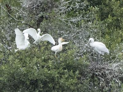 Jonge Koereigers op nest