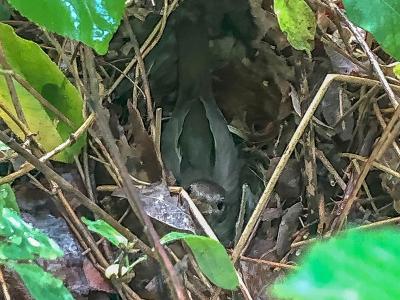 Noordse nachtegaal op nest