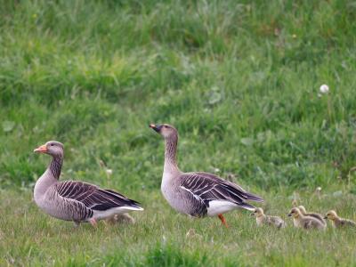 Toendrarietgans en Grauwe Gans met jongen