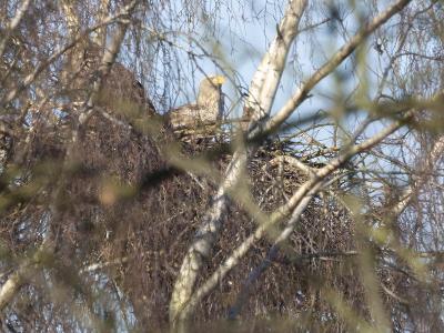 Zeearend op nest