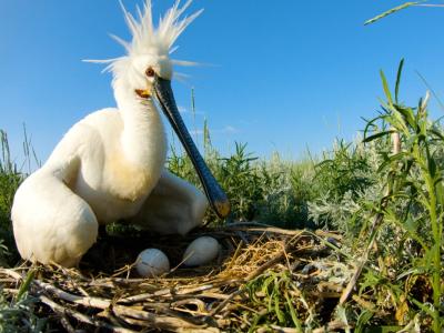 Lepelaar op nest Hilco Jansma