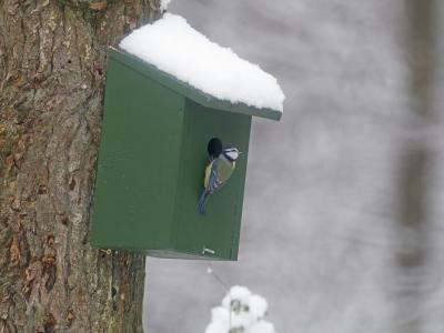 Pimpelmees in sneeuw bij kastje