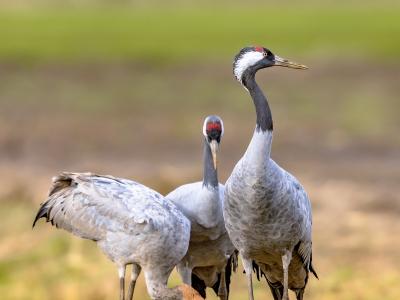 Kraanvogels met jong
