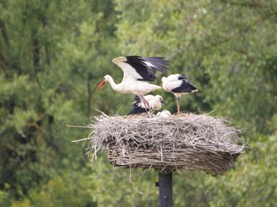 ooievaars op nest