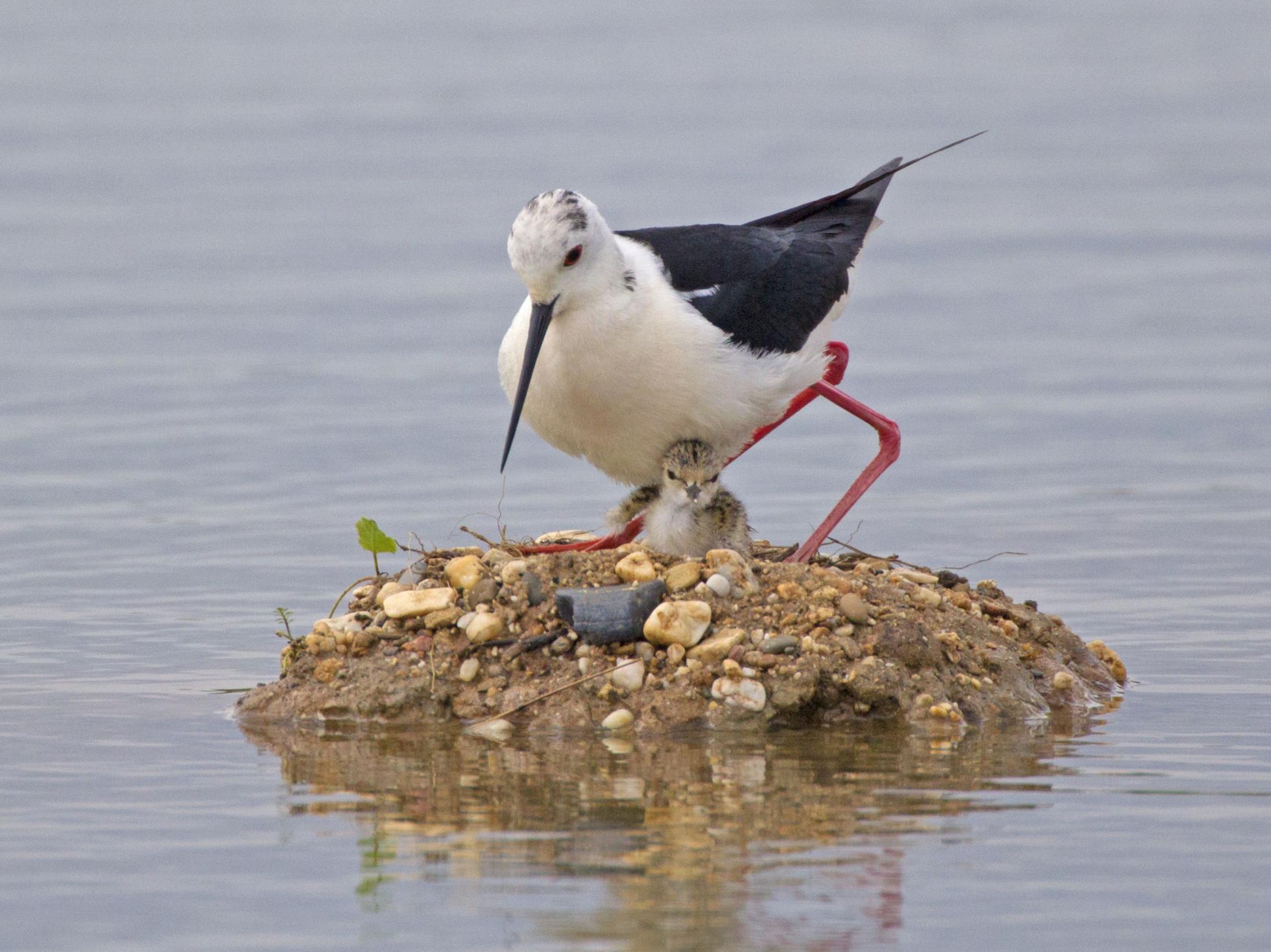 Steltkluut op nest