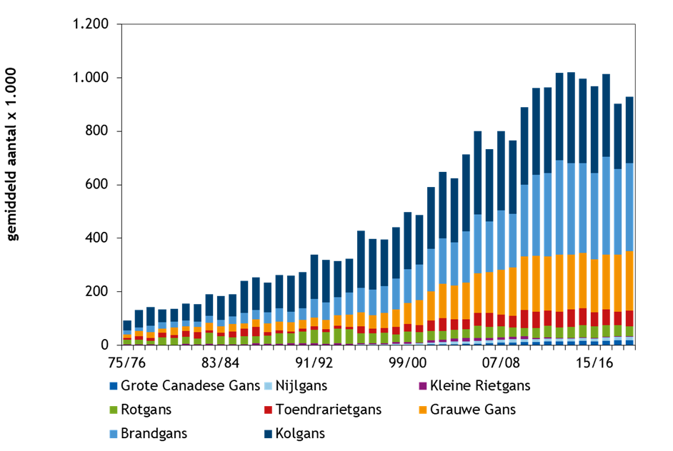 Aantalsontwikkeling van ganzen in Nederland