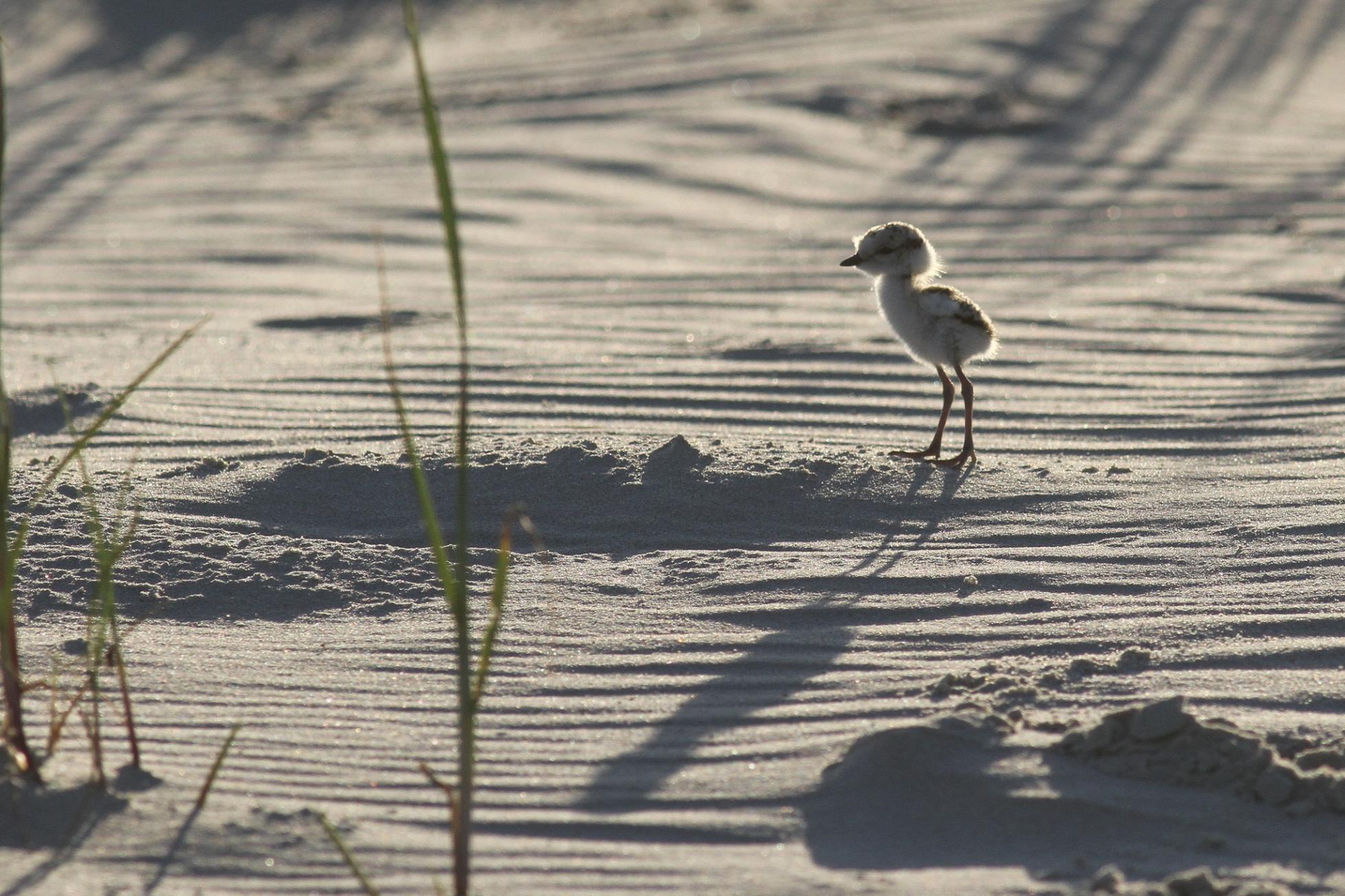 Jonge Strandplevier