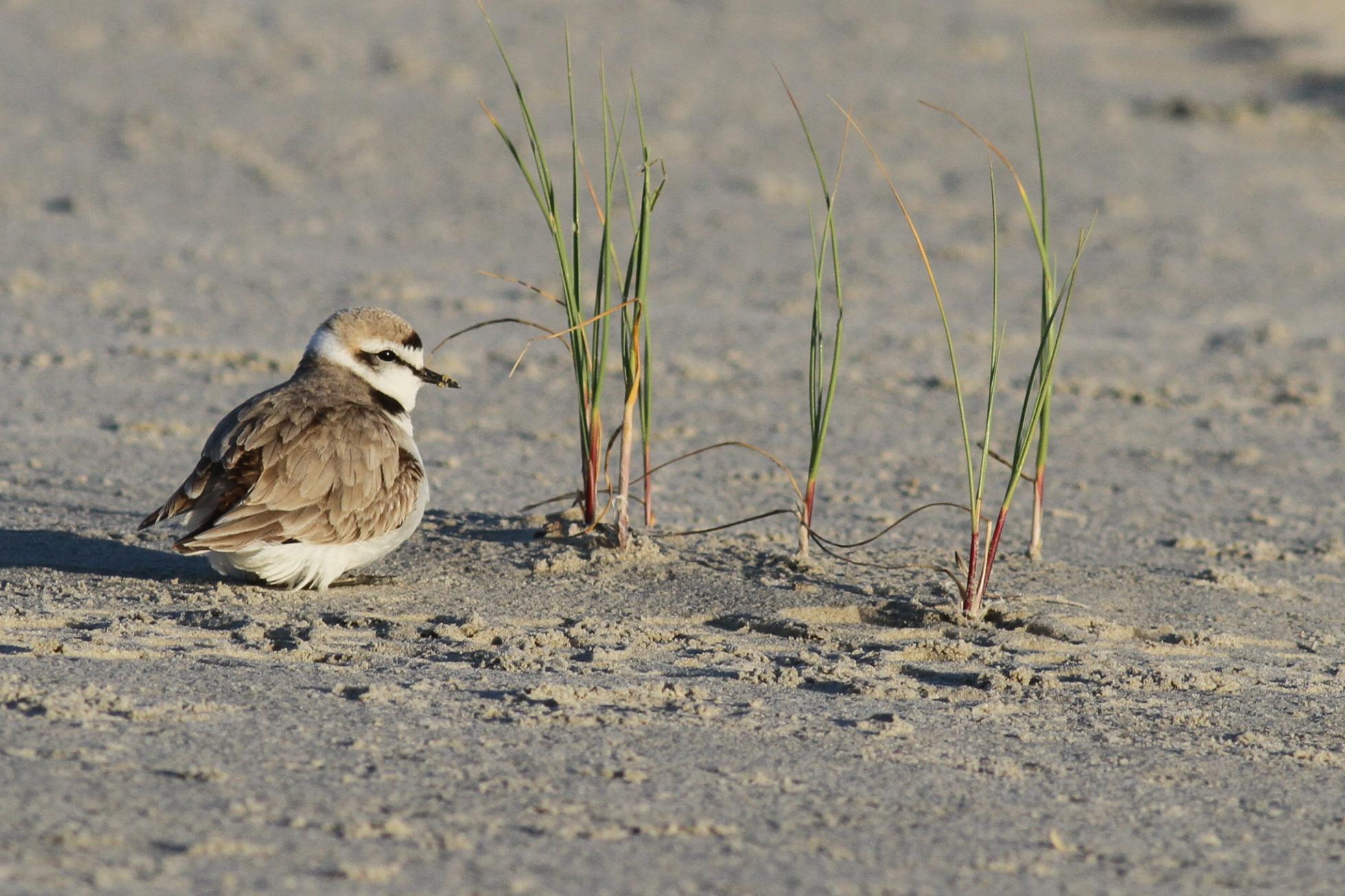 Strandplevier mannetje