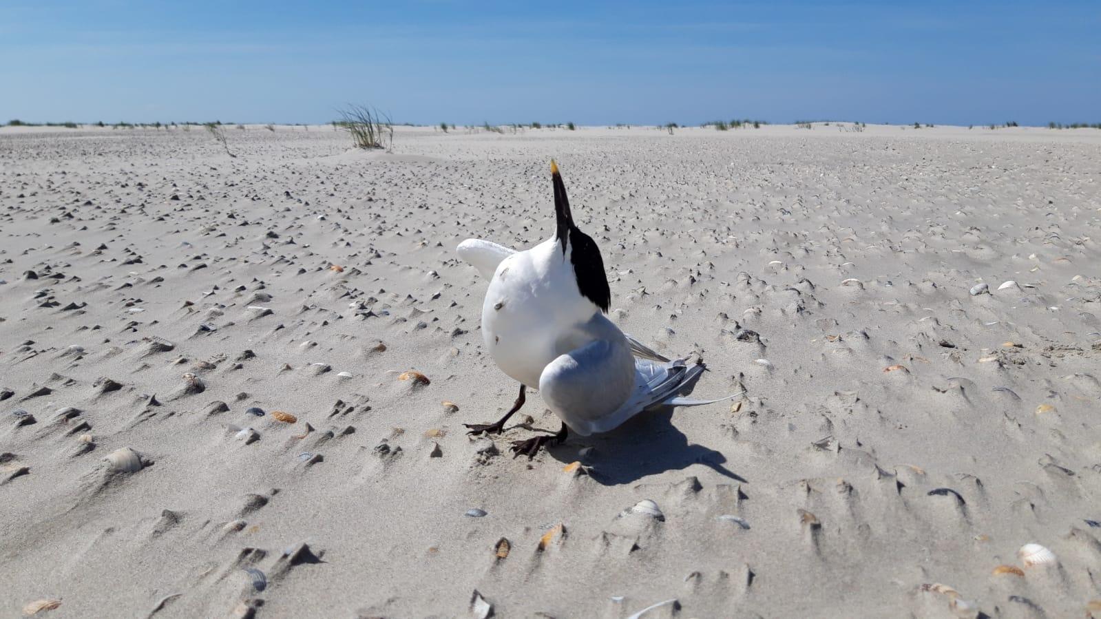 Stervende Grote Stern op Schiermonnikoog