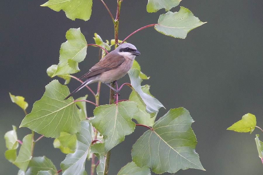 De Grauwe Klauwier is een van de kenmerkende soorten van Drenthe