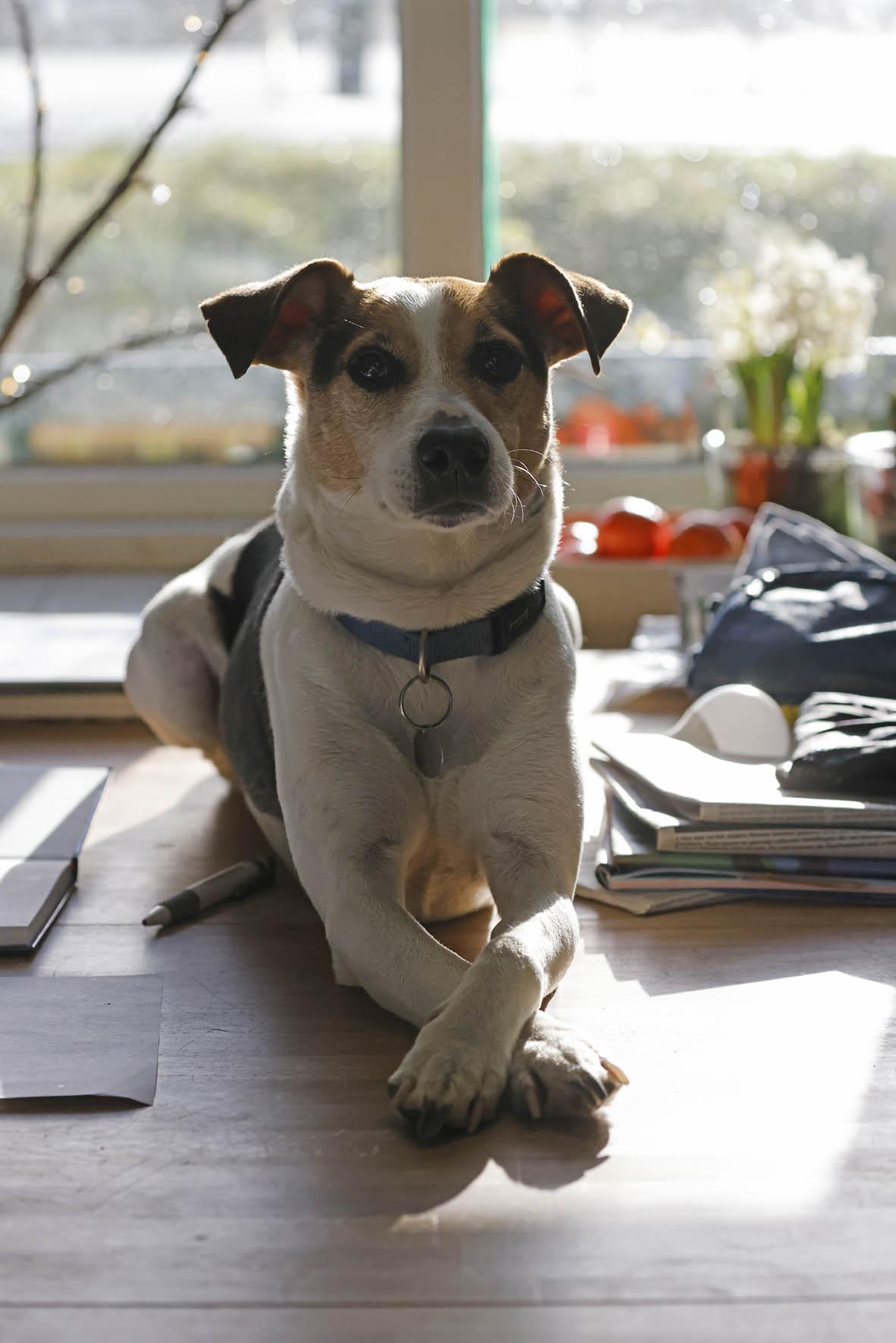 Basje de Fox Terrier ligt op tafel