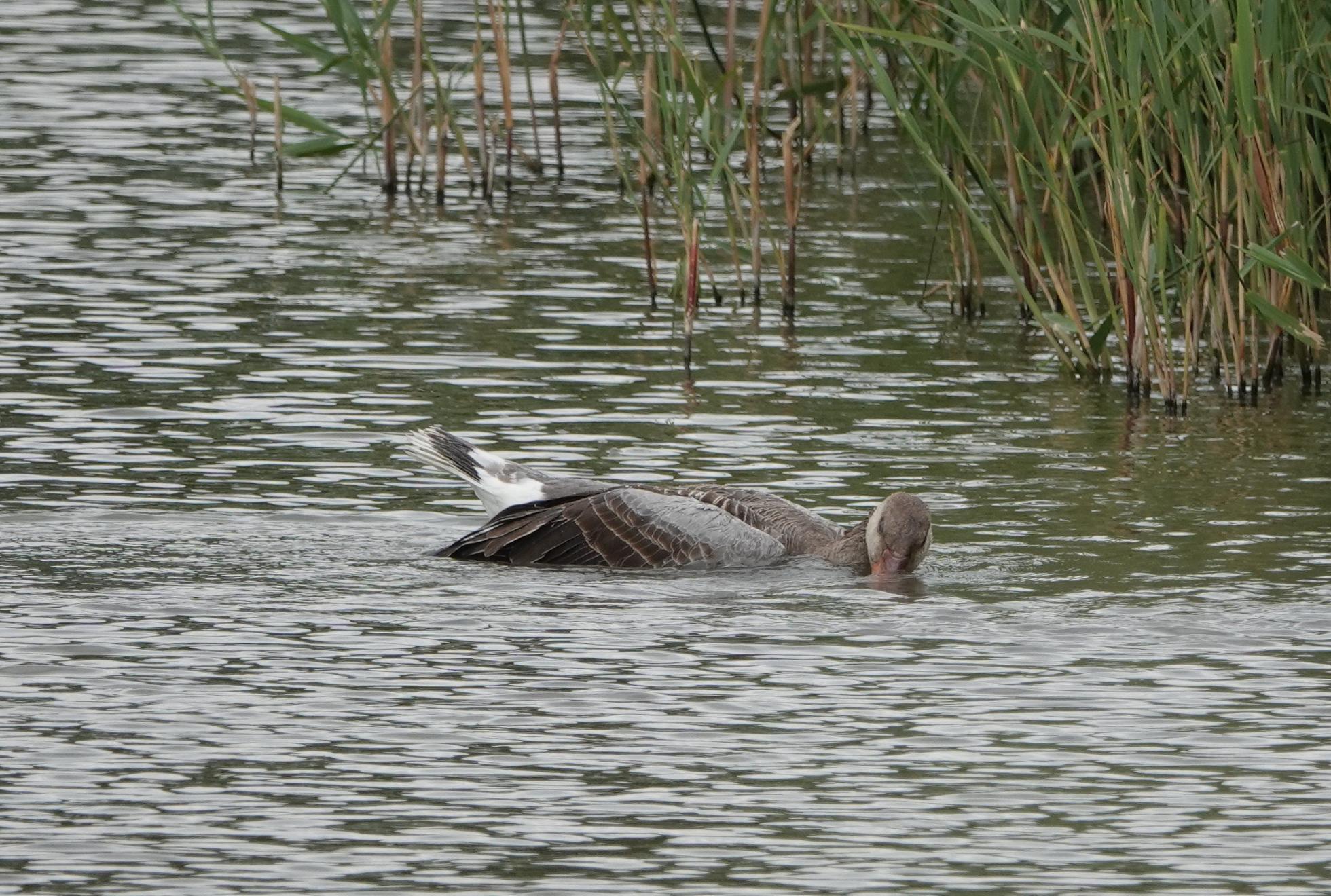 Grauwe Gans vogelgriep