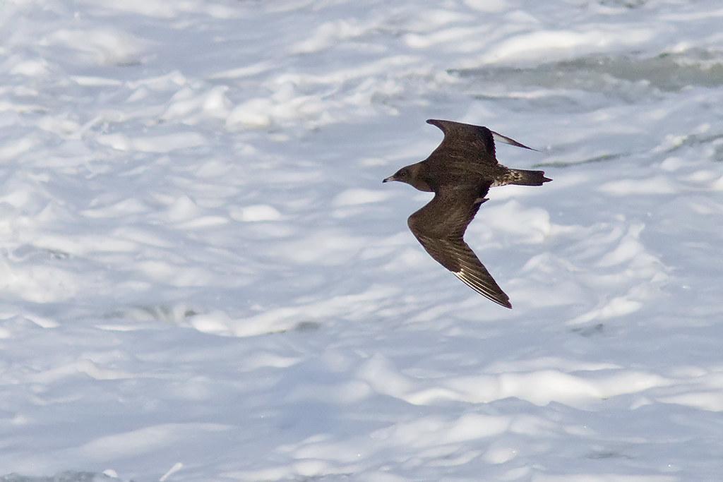 Kleine Jager - eerste winter