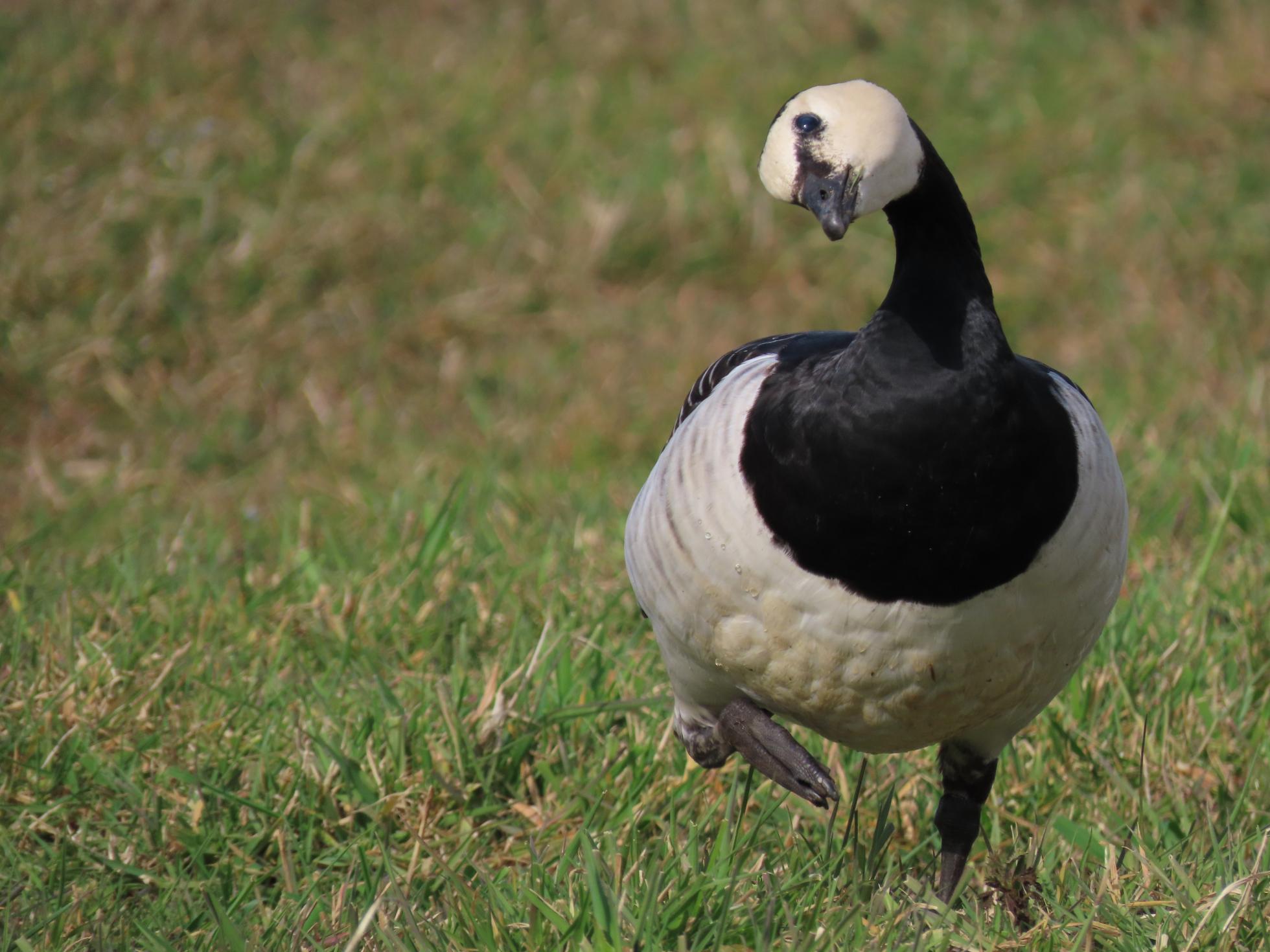 Brandgans met vogelgriep