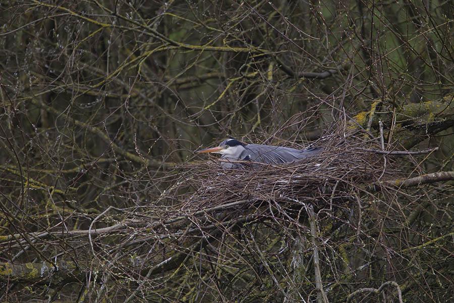 Blauwe reiger op nest