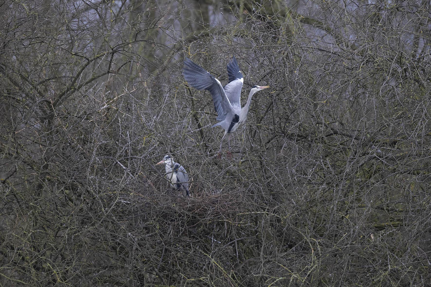 Blauwer Reigers aan de nestbouw