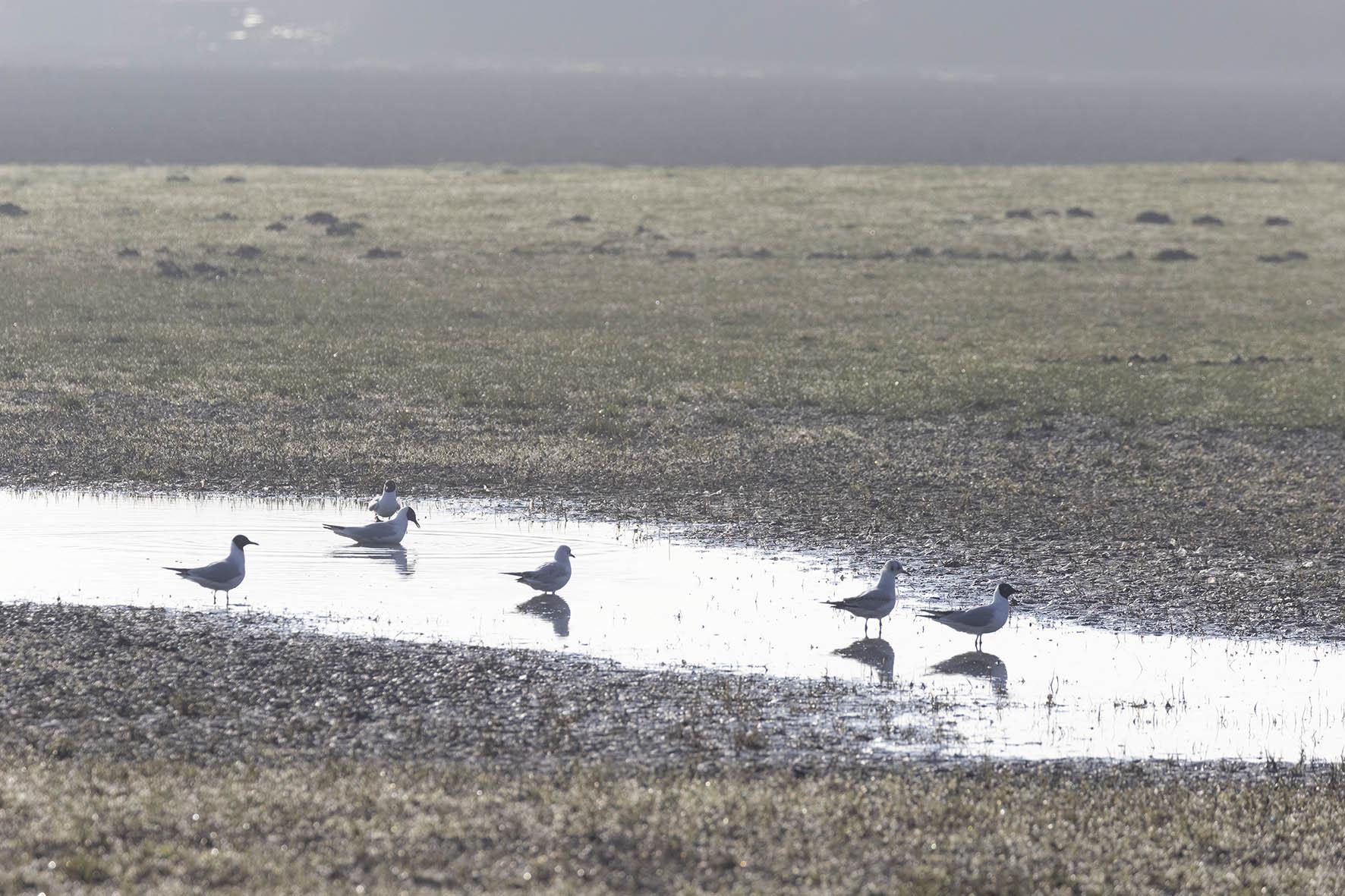 Kokmeeuwen op ondergelopen weiland