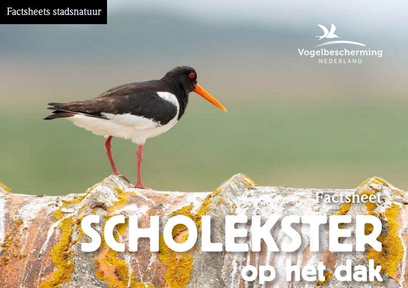 Factsheet Scholekster op het Dak