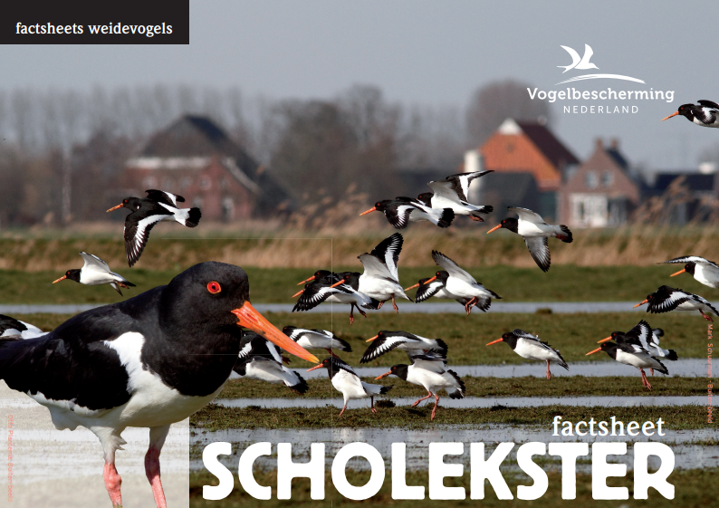 Factsheet Scholekster weide