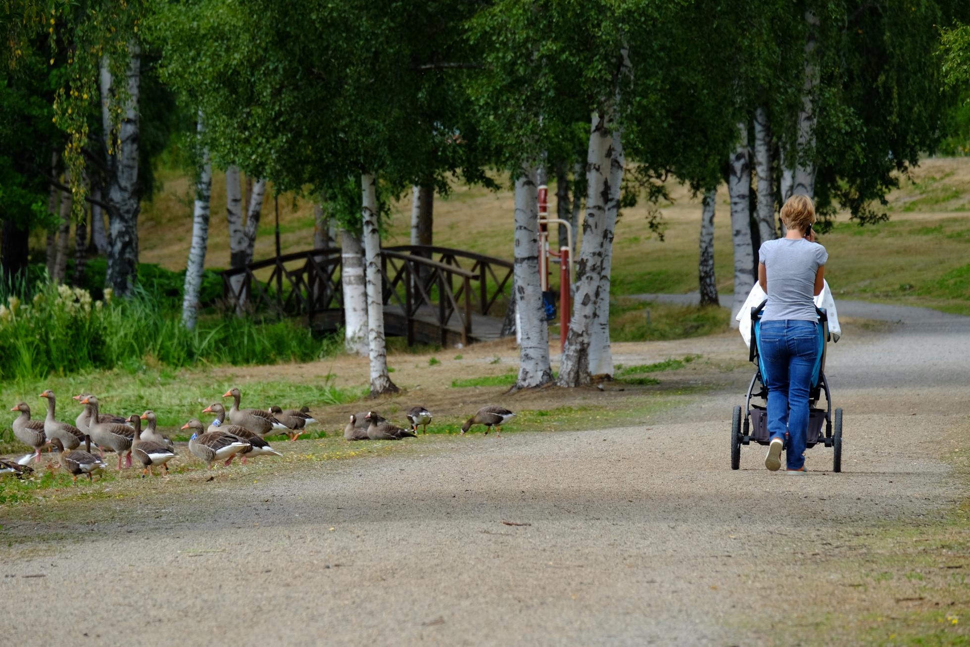 Een vreemde gewaarwording in vergelijking met het Oudeland van Strijen of de extreme schuwheid in het broedgebied: ruiende Dwergganzen (en Grauwe Ganzen) in het stadspark van Hudiksvall.