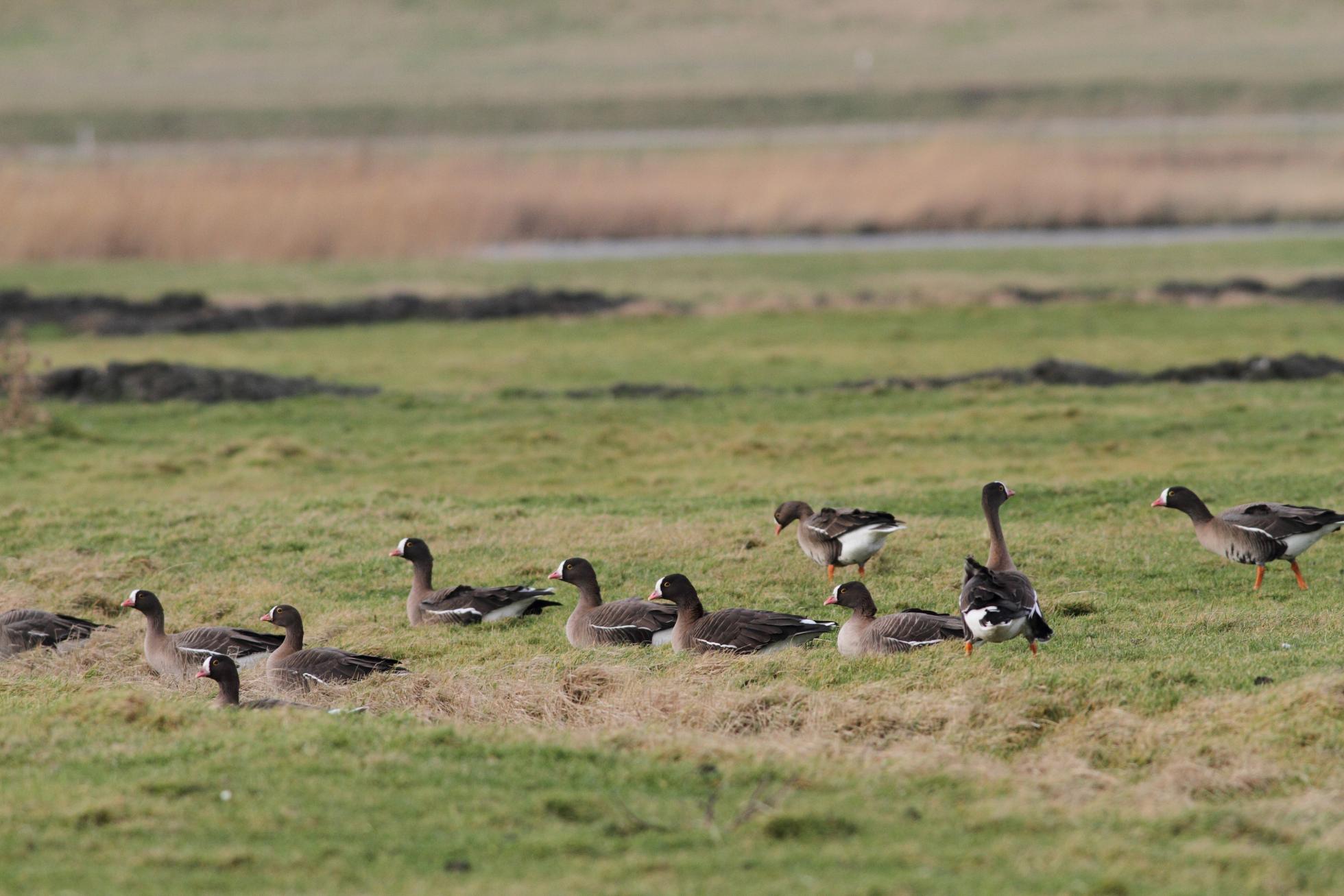 Dwergganzen Putten van Petten