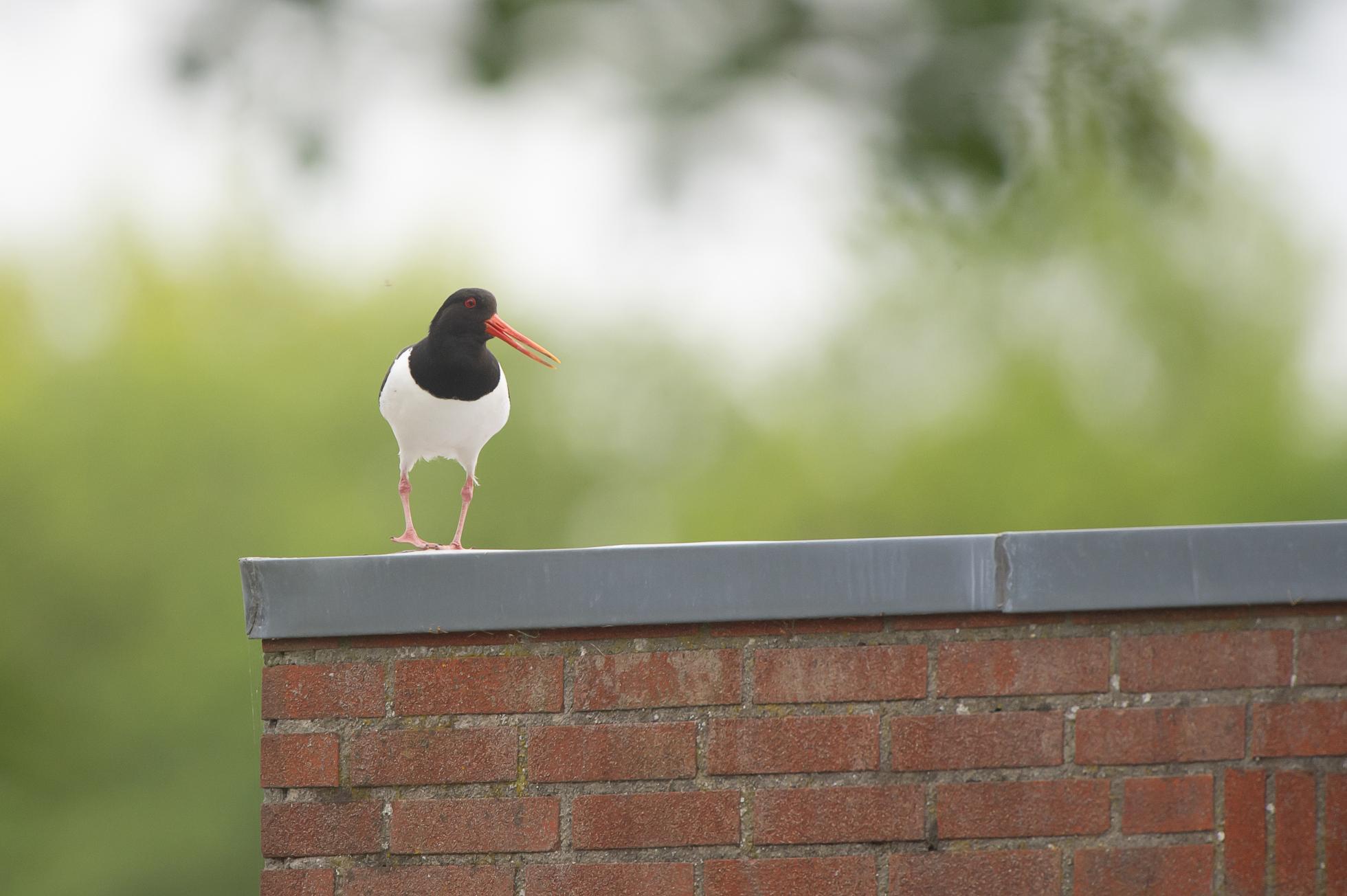 Scholekster op dak