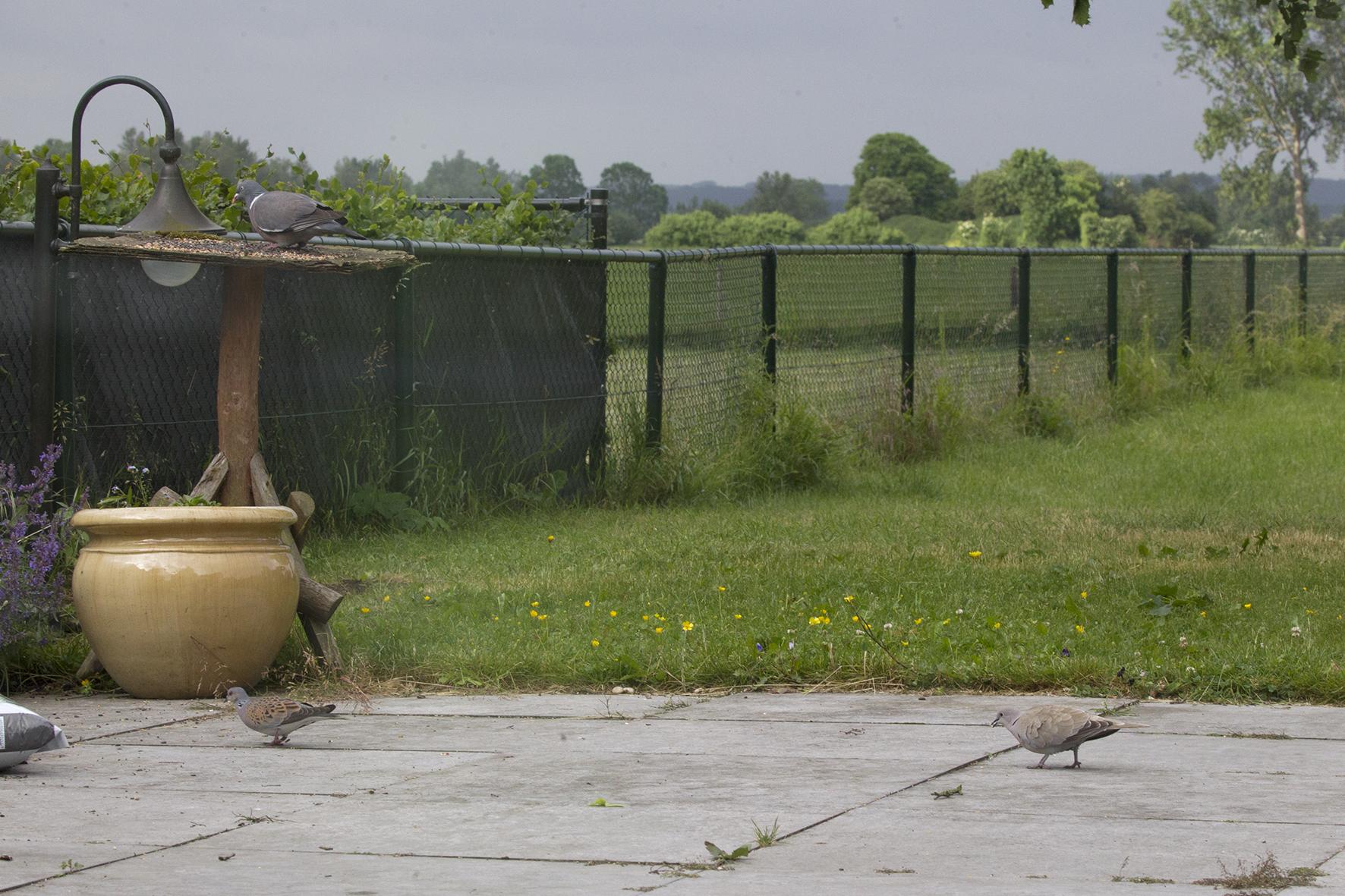 Zomertortel houtduif en turkse tortel