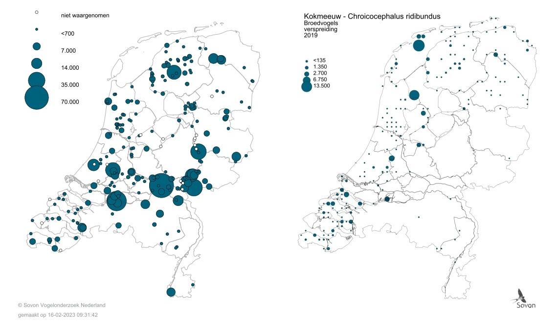 Slaapplaatsen en broedkolonies van Kokmeeuwen in Nederland