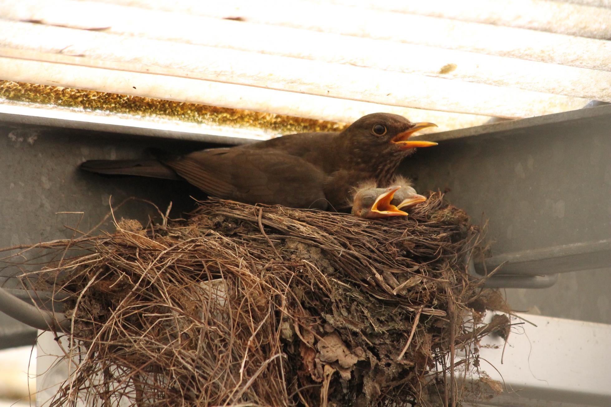 Merel vrouw op nest