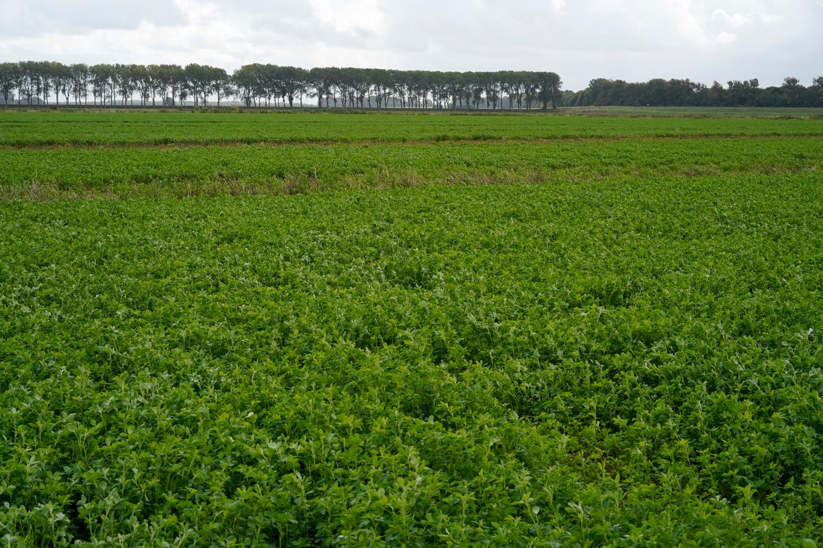 Zegenpolder in Buijtenland van Rhoon