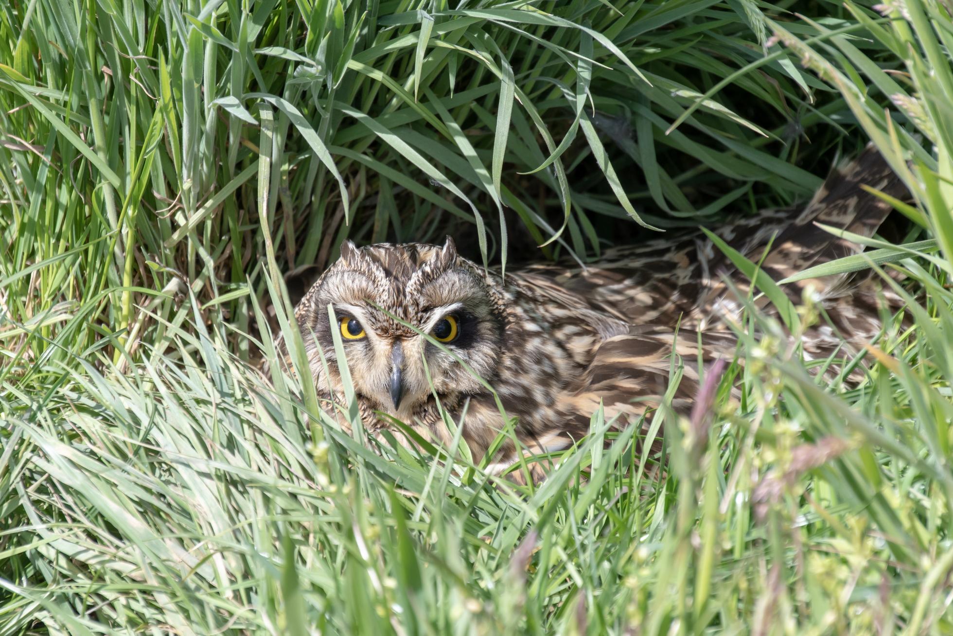 Velduilen op nest