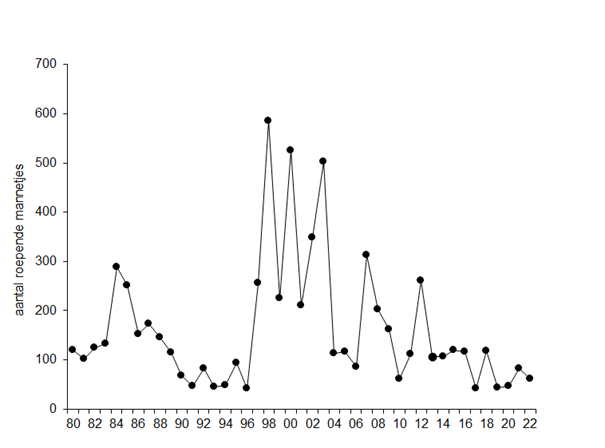 Figuur 1. Trend van aantal Kwartelkoningen in Nederland sinds 1980 (Meetnet Broedvogels Sovon).