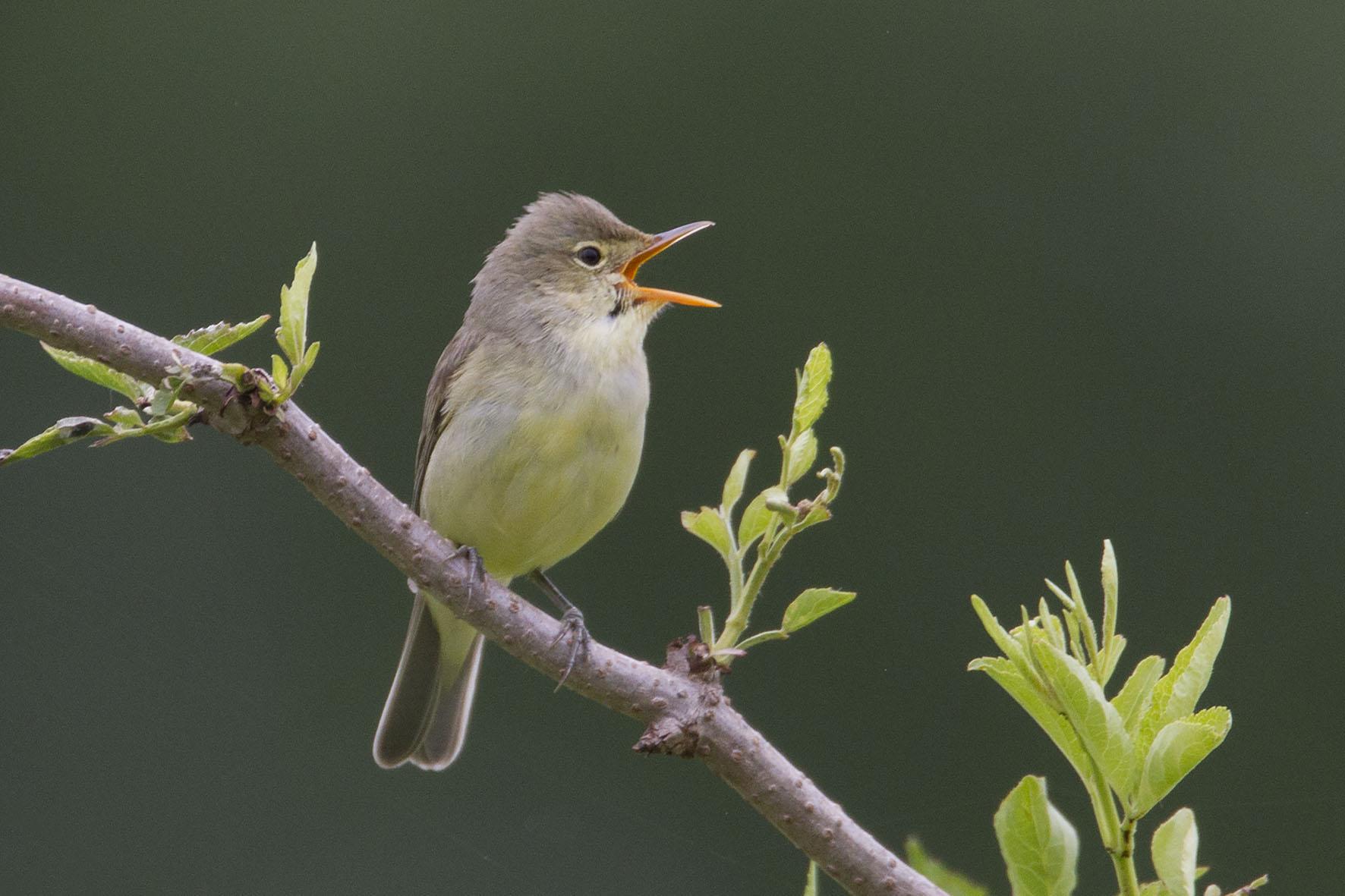 Spotvogel